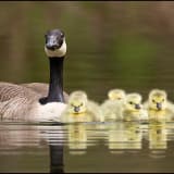 Canada Goose with Chicks