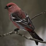 Pine Grosbeak Male