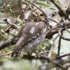 Elf Owl