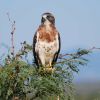 Swainson's Hawk