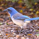 Western Scrub-Jay