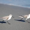 Sanderling