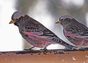 Black Rosy Finch