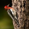 Red-breasted Sapsucker