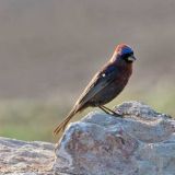 Male -  Big Bend National Park, June 2, 2011