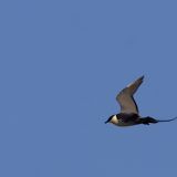 Long-tailed Jaeger