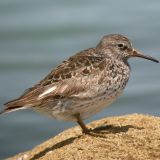 Purple Sandpiper