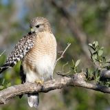 Lighter Florida bird - Ding Darling National Wildlife Refuge, Sanibel Island