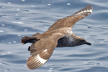 South Polar Skua