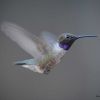 Black-chinned Hummingbird