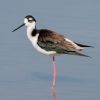 Black-necked Stilt