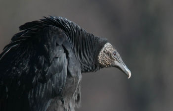 American Black Vulture