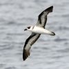 Black-capped Petrel