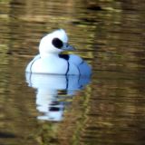 Smew