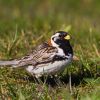 Lapland Longspur