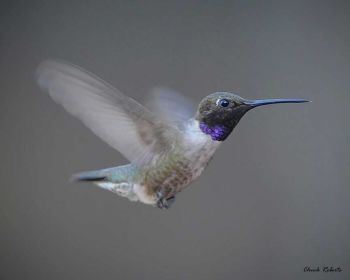 Male - Littleton, Colorado - August 11, 2009