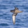 Short-tailed Shearwater