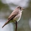 Siberian Flycatcher