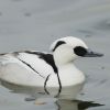 Smew