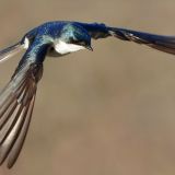 Tree Swallow in flight