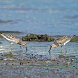 Great Knot