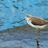 Common Greenshank