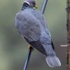 Band-tailed Pigeon