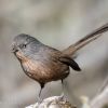 Wrentit