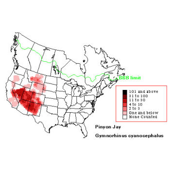 Pinyon Jay distribution map