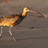 Morro Bay, California, US - November 1, 2010