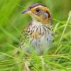 Saltmarsh Sharp-tailed Sparrow