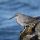 Wandering Tattler