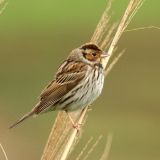 Little Bunting