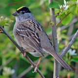 Breeding plumage- April 25, 2010