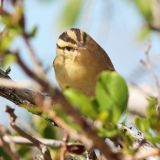 Worm-eating Warbler