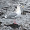 Thayer's Gull