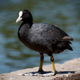 Eurasian Coot