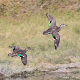 In flight