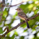 Crocker, Davis, CA, US -  May 15, 2008