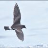 Band-rumped Storm-Petrel