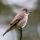 Siberian Flycatcher