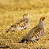 Pair - male on right