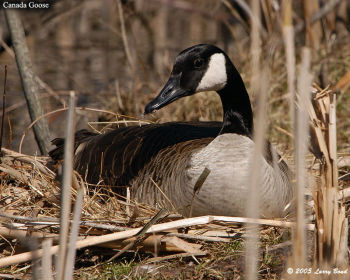 Canada Goose