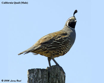 Male California Quail