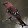 Pine Grosbeak