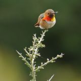 Male on display.