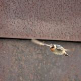 In flight - Rocky River, Ohio, US - November 8, 2008