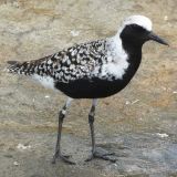 Male in breeding plumage  - May 17