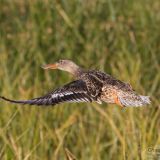 Female in flight