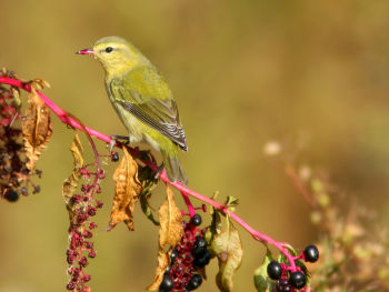 Feeding on berries